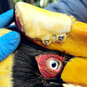 Impressão 3D SLA da Formlabs para próteses impressas na área da medicina veterinária