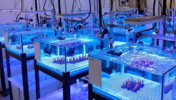 Como a NOAA utiliza impressoras 3D SLA e SLS para pesquisas sobre corais