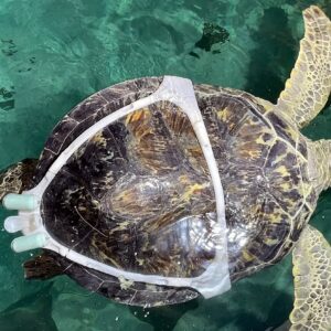 FUSE 1+ 30W | Tecnologia 3D auxilia tartaruga marinha com síndrome de flutuabilidade