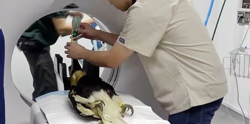 Impressão 3D SLA da Formlabs para próteses impressas na área da medicina veterinária